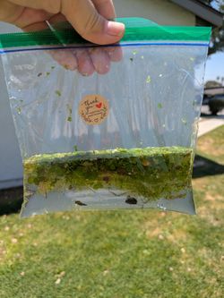 Mix duck weed $5 handful