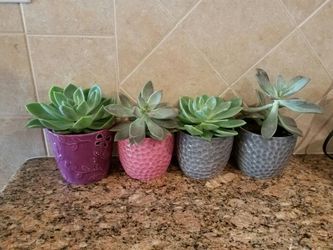 Succulents