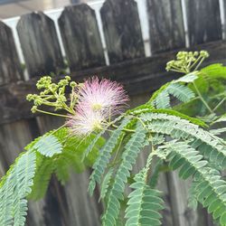 Persian silk tree, Mimosa (Albizia julibrissin)