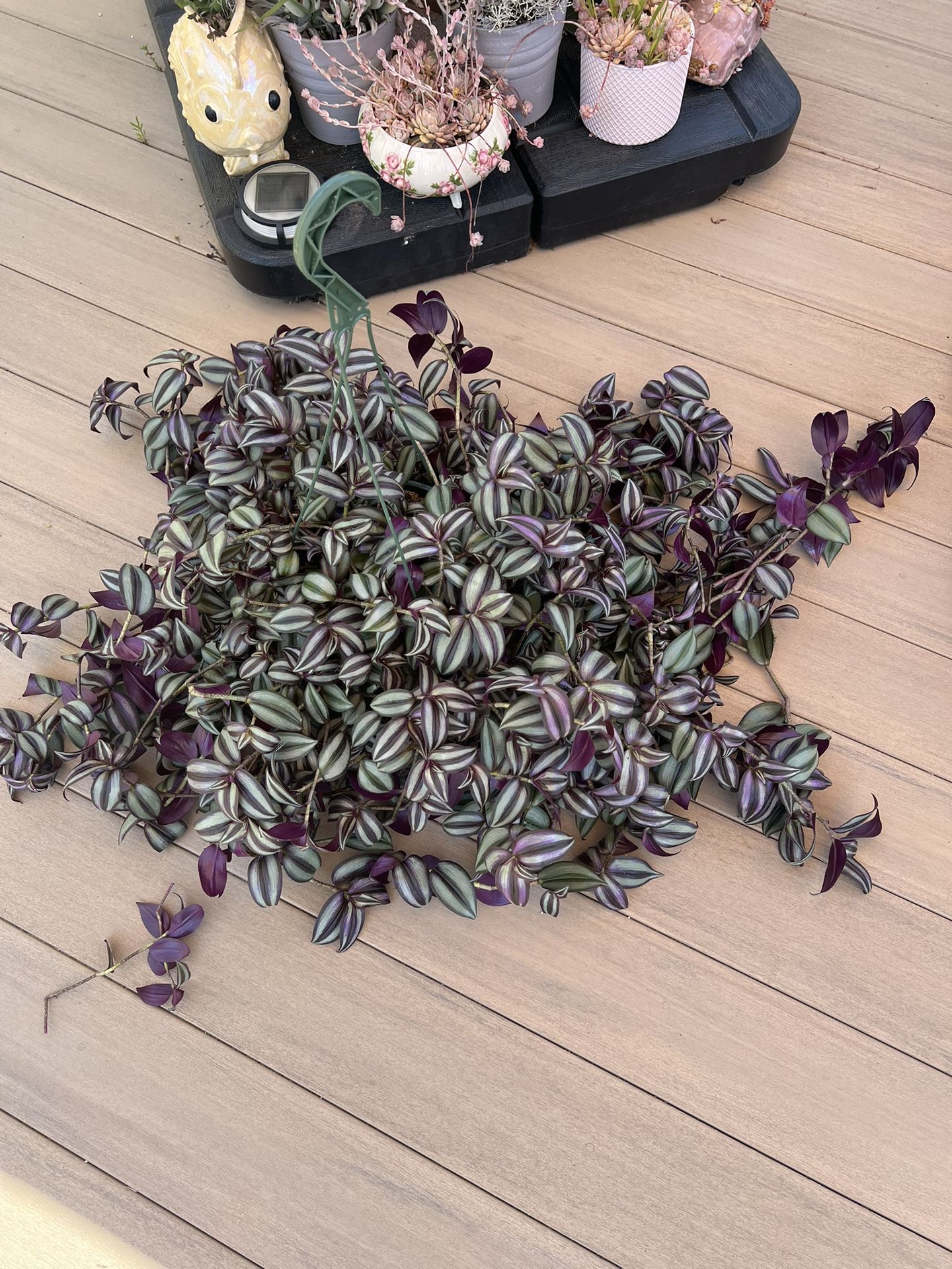 Huge Wandering Jewel Tradescantia Z Live Plant ,Comes in a 8” nursery pot ☑️ profile for more 🪴