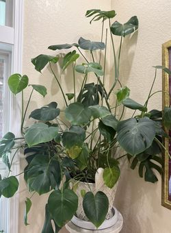 Large Healthy Monstera with Decorative Pot