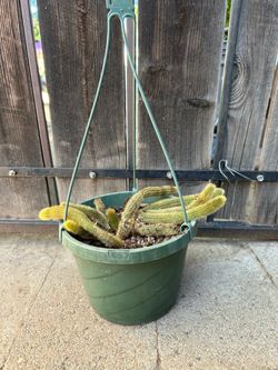 6” cleistocactus golden rat tail