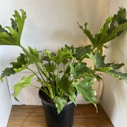 HERMOSAS PLANTAS NATURALES “SPLIT-LEAF PHILODENDRON PLANT 
