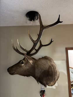Elk Mount Antlers