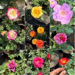 Premium Rose Bushes in 5-Gallon Pots – Multiple Colors Available!