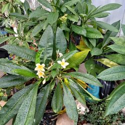 Plumeria Plants For Sale 