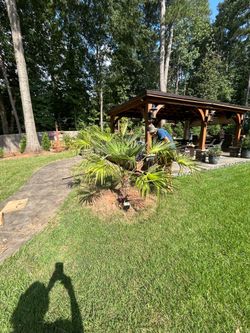 15 gallon palm tree
