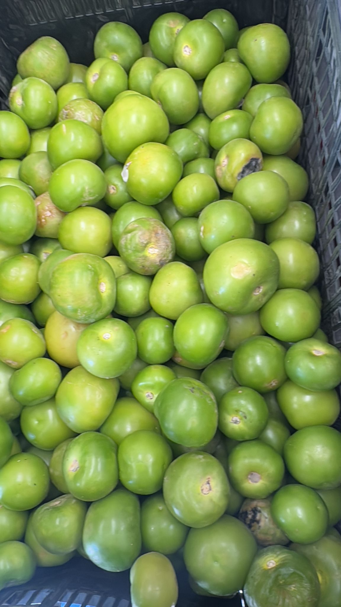 Free Produce Giveaway