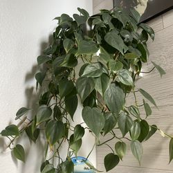 Vine Plant 