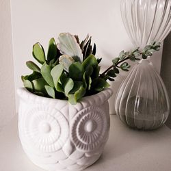Ceramic Owl with Variety of Succulents 