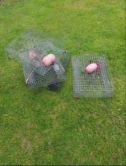 Crayfish Trap