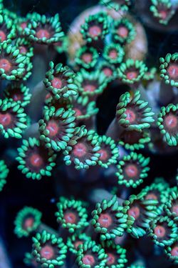 Fake Green With Pink Eye Goñi 