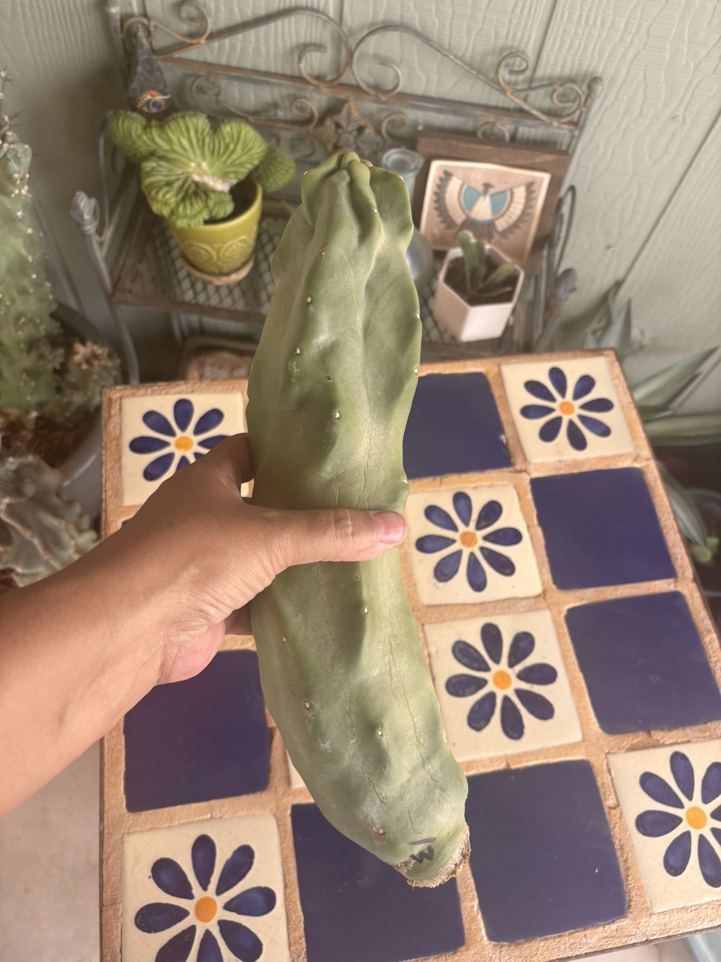 Totem Pole Cactus Plant Cutting Lophocereus Schottii