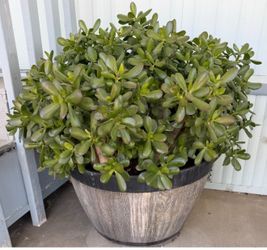 JADE PLANT