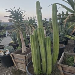 Drought-Tolerant Plants 