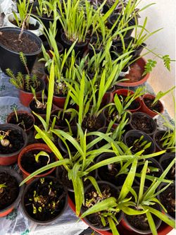 Potted tuberose plants