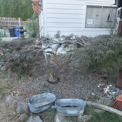 Mature Weeping Japanese Maple - Make Offer