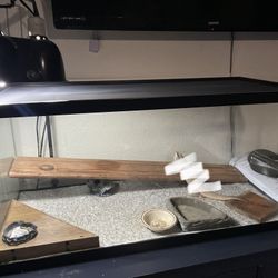 Bearded dragon 40 gallon tank