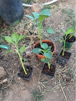 Mexican purple green tomatillo
