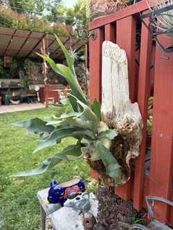 Beautiful Huge Driftwood Piece With Healthy Staghorn Fern