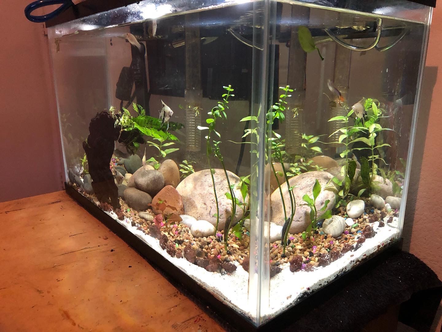 Custom Aquascapes! Custom Aquariums! Read Description Message For More
