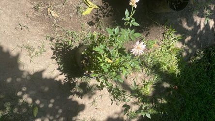 Planta de Rosal, Flor chiquita