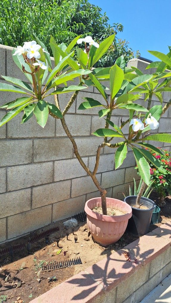 White Fragrance Plumeria