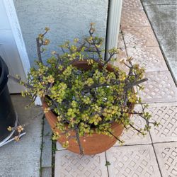 Plant With Pot
