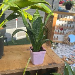 Snake Plant 3” Pot 