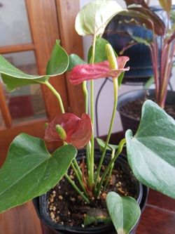 An indoor anturium plants flower that will bring love to your home