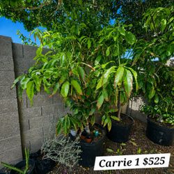 GRAFTED MANGO TREES FOR SALE – READY TO PLANT & PRODUCING FRUIT! 🥭