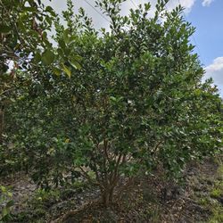 huge guava and legustrum  tree over 10 feet tall Instant  decoration 