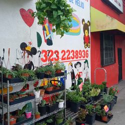 Plantas Naturales