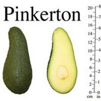Pinkerton Avocado Tree 
