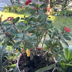 Planta