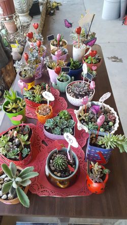 Succulents for sale
