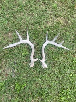 Deer antlers