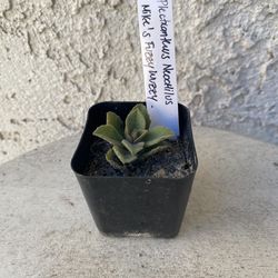 2 Inch Pot Succulent Plant - Plectranthus tomentosa - Vicks Plant - Rooted & Established - Drought Resistant 🪴 Perfect Baby Bridal Shower Favors