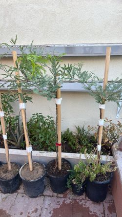 Mesquite $40 each