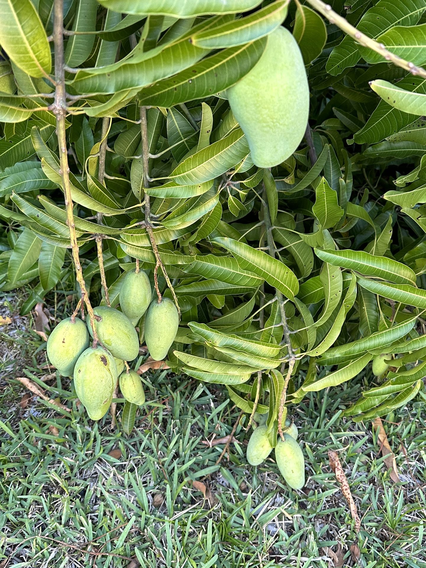 Mangoes Great For Pickling Almost Ripe for Sale in Pompano Beach, FL ...