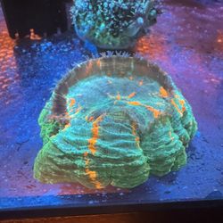 Aquarium Decor : Saltwater Reef Fish Tank Fake Decor