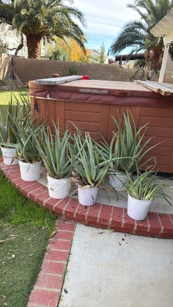 Aloe  Vera Plant (sabila)
