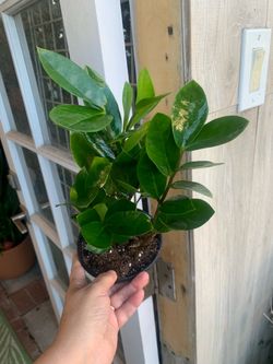 Zz indoor plants