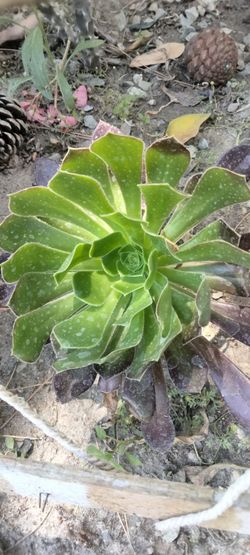 Beautiful healthy plants for sale