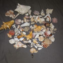 Assorted Shells And Coral
