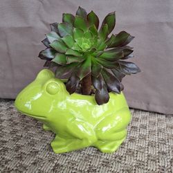 Succulent Arrangement in Frog Ceramic Pot