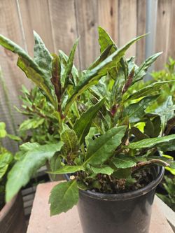 Okinawa Spinach Plant, One Gallon Pot