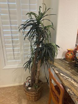 Large Artificial Dracaena Tree in Wicker Basket