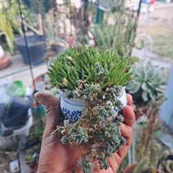 Tiny Aloe Plant