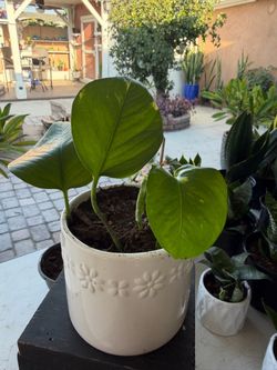 Golden Pothos in White Ceramic  Pot